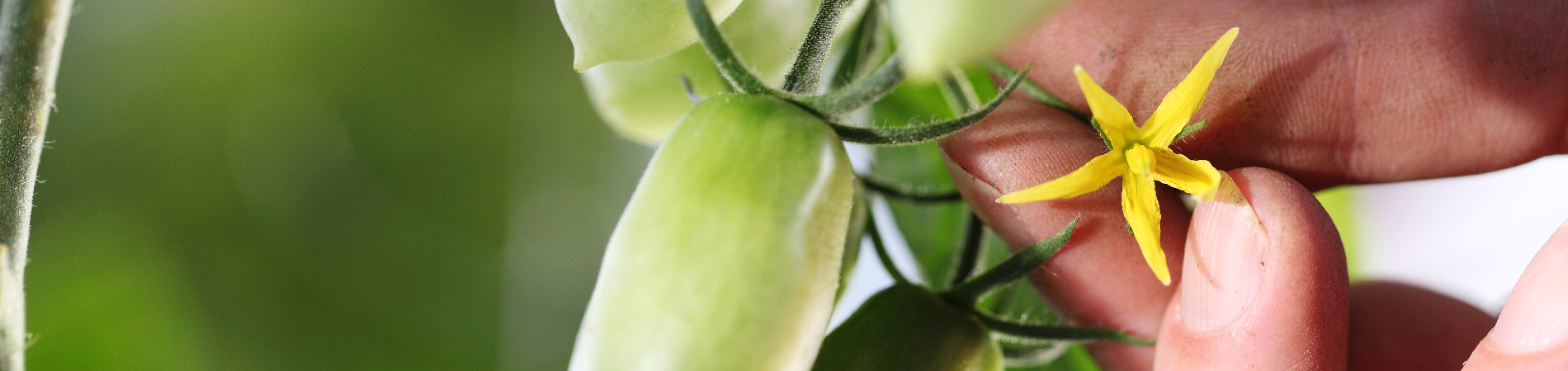 Contact Van der Glas Hoveniers